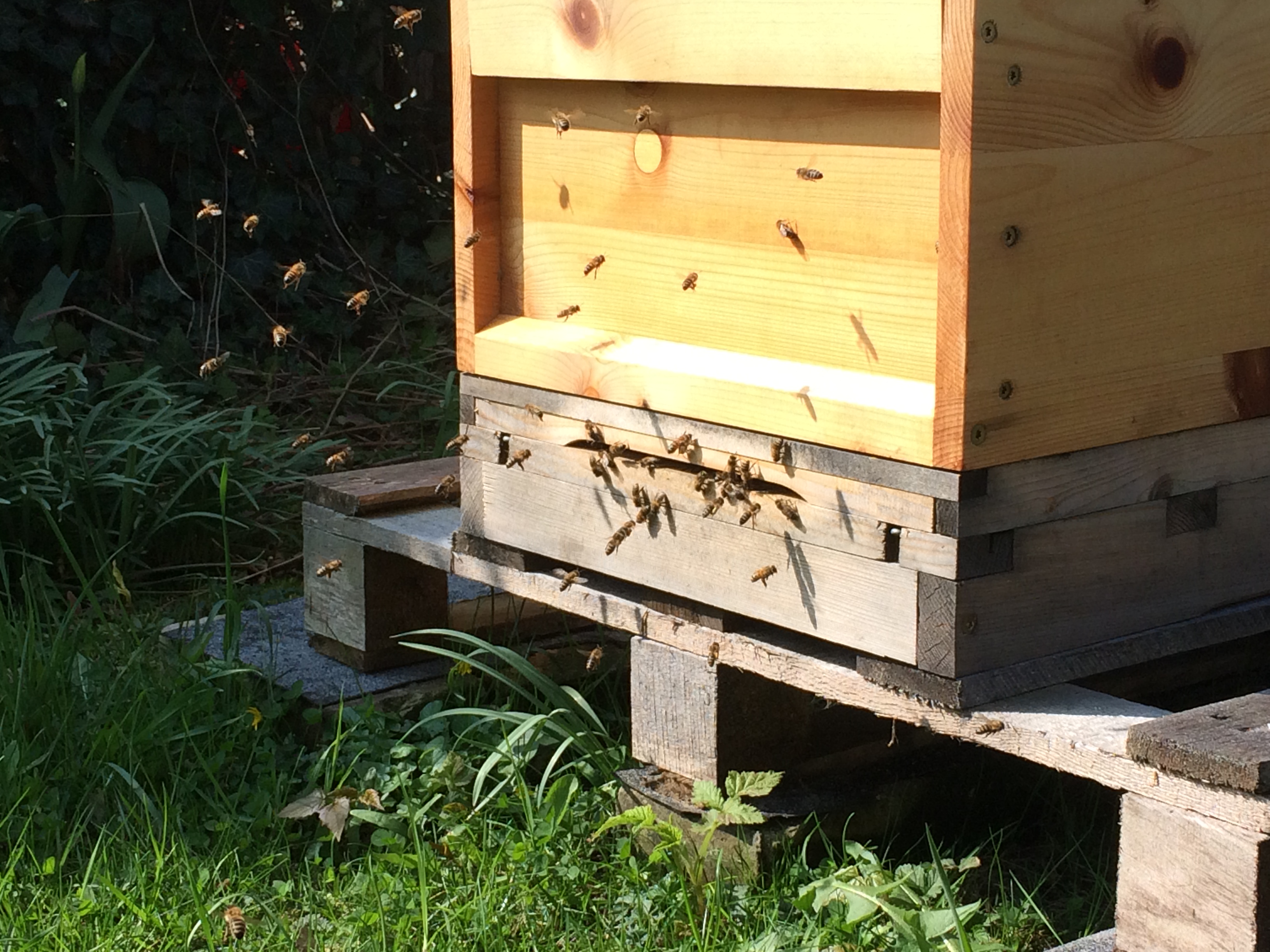 Anflug auf Bienenbeute