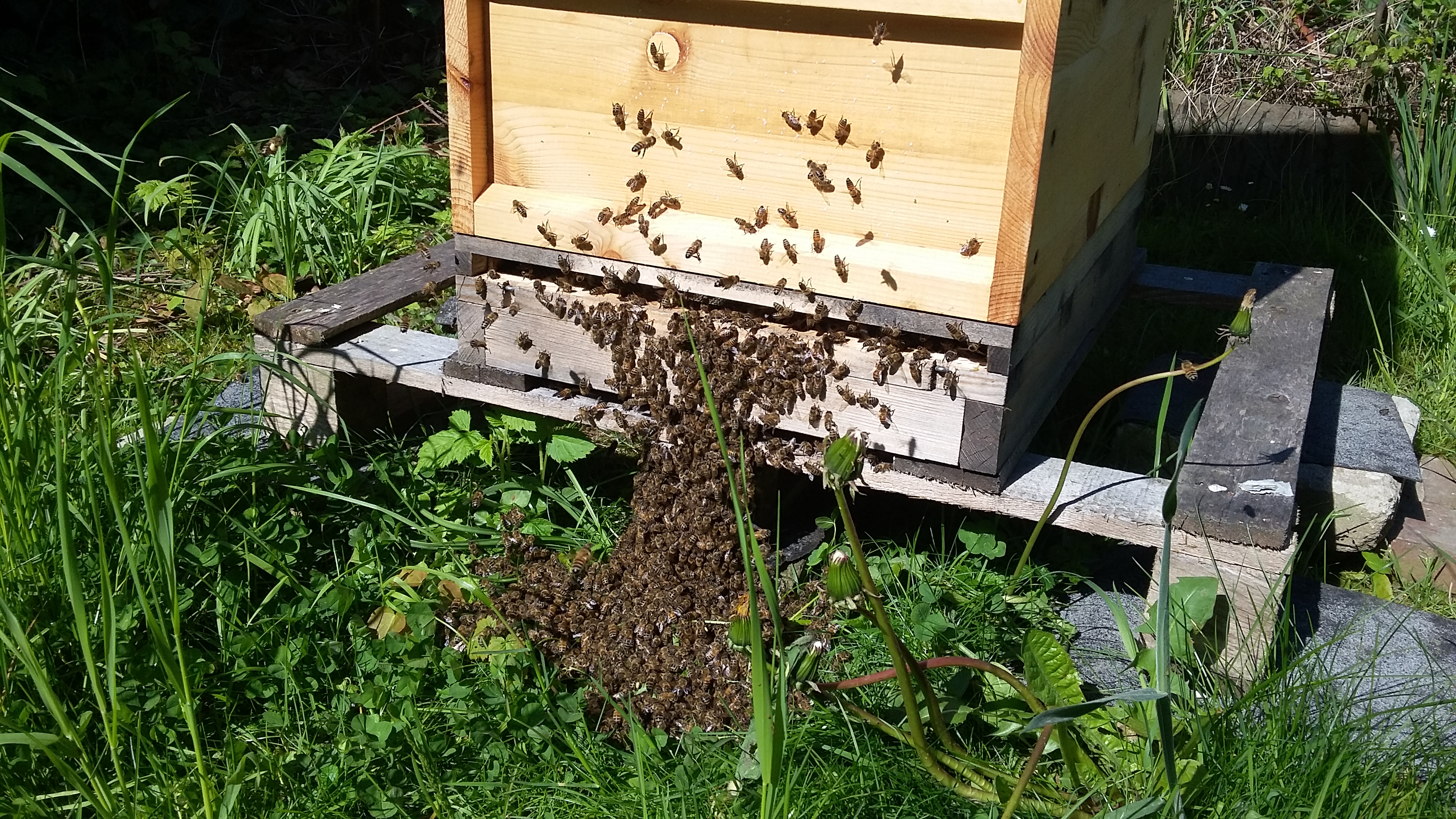 Bienenbart