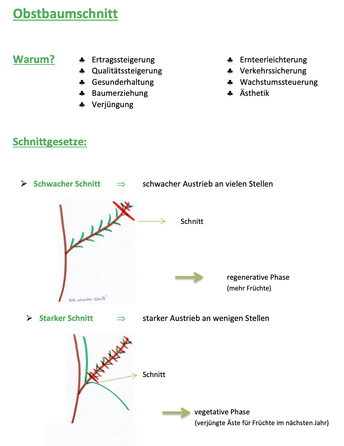 Obstbaumverschnitt Sample